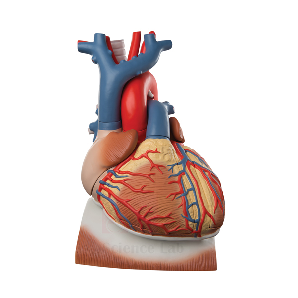 Human Heart on Diaphragm Model